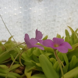 Pinguicula &#39;Apsionada&#39; one bareroot plant