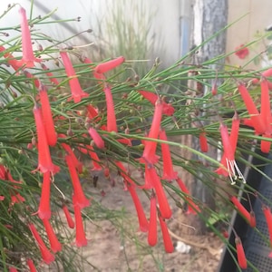 Planta petardo Russelia equisetiformis una planta joven en maceta