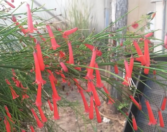 Feuersturmpflanze Russelia equisetiformis ist eine junge Topfpflanze