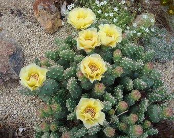 Hardy cactus Opuntia debreczyi one rootless cutting