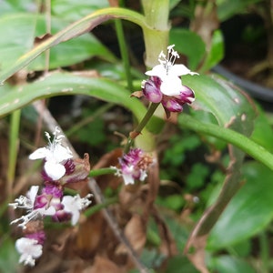 Tradescantia zanonia one big rootless cutting houseplant image 4