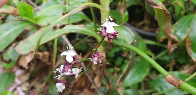 Tradescantia zanonia one big rootless cutting houseplant image 4