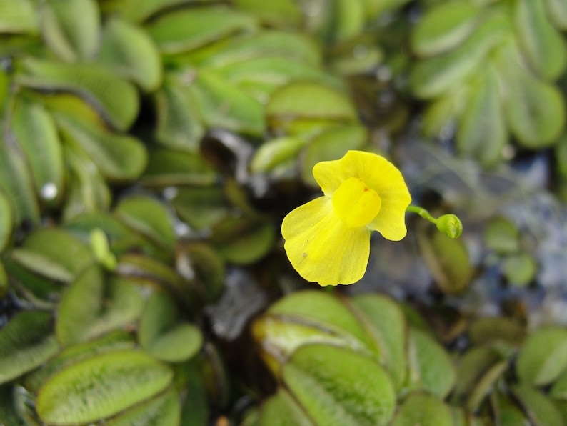 Utricularia gibba tropical aquatic bladderwort carnivorous