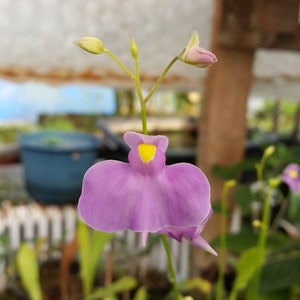 Utricularia longifolia rare épiphyte vessie -plante carnivore