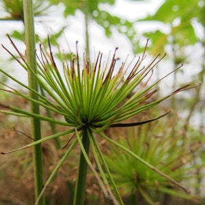 Dwarf papirus Cyperus haspan two rootless cuttings image 3