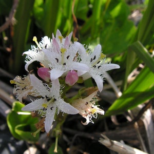Menyanthes trifoliata sällsynt myrväxt en stickling