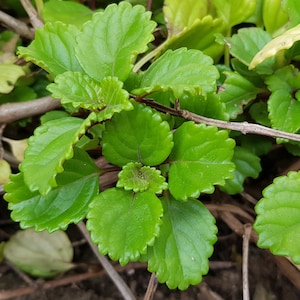 Zweedse klimop Plectranthus verticillatus, een kamerplant met wortels