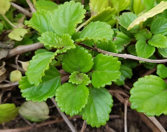 Bluszcz szwedzki Plectranthus verticillatus jedna sadzonka bezkorzeniowa