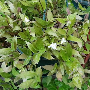 Tradescantia fluminensis drie wortelloze stekken