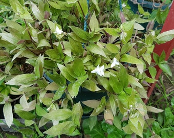 Tradescantia fluminensis tres esquejes sin raíces