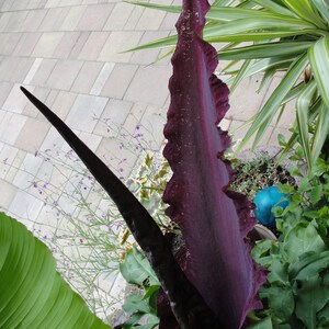 Dragon arum Dracunculus vulgaris 5 fresh seeds 2021 image 5