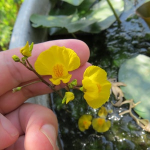 Utricularia australis aquatic bladderwort 2 winter turions hardy carnivorous plant image 4