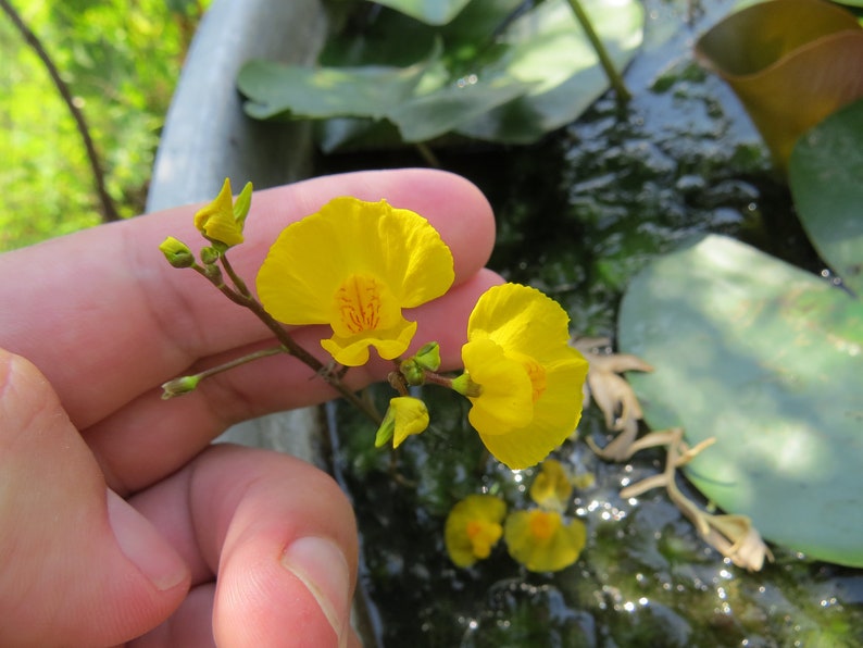 Utricularia australis aquatic bladderwort 2 winter turions hardy carnivorous plant image 4