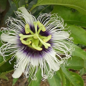 Maracuyá Passiflora edulis un espécimen en maceta imagen 1