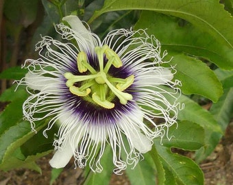 Maracuyá Passiflora edulis un espécimen en maceta