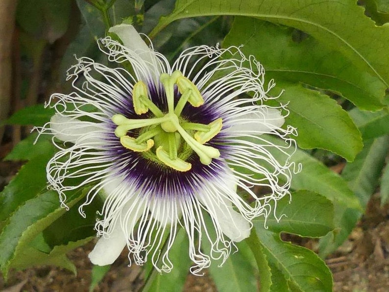 Maracuyá Passiflora edulis un espécimen en maceta imagen 1