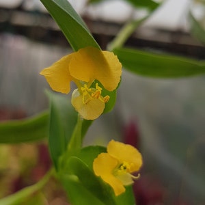 Commelina africana two rootless cuttings, rare house plant image 2