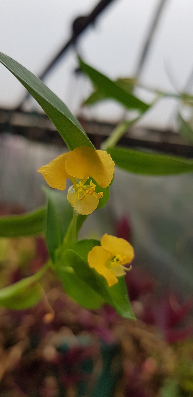 Commelina africana two rootless cuttings, rare house plant image 2