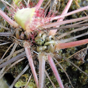 Rare Drosera x obovata one bareroot carnivorous plant hardy image 3