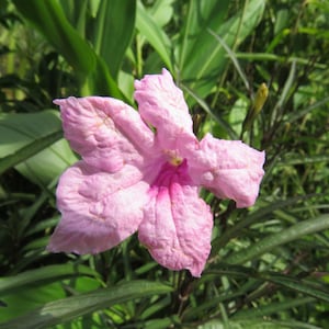 Ruellia brittoniana pink 10 fresh seeds