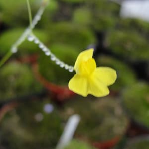 Utricularia subulata living bladderwort -carnivorous plant