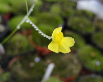 Utricularia subulata living bladderwort -carnivorous plant