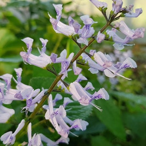 Plectranthus zuluensis een wortelloze stek