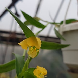 Commelina africana two rootless cuttings, rare house plant image 3