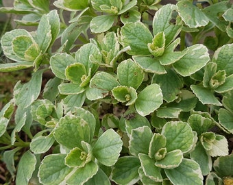 Plectranthus neochilus variegata een zeldzaamheid in potplanten