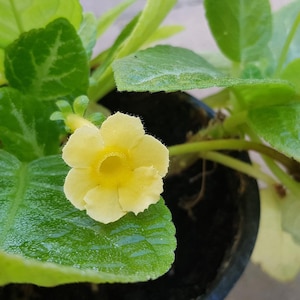 Op de afbeelding: Een enkele gele bloem bloeit op een groene, bladerrijke plant. De plant staat in een zwarte pot.