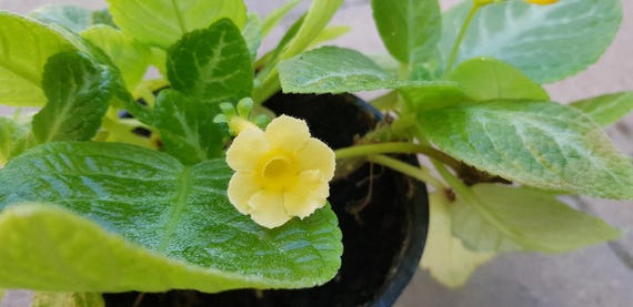 Flamme Violett Episcia cupreata 'Thad's yellow bird' eine wurzellose Pflanze