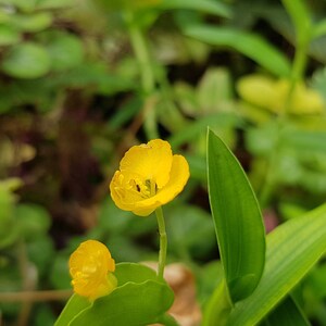 Commelina africana two rootless cuttings, rare house plant image 5