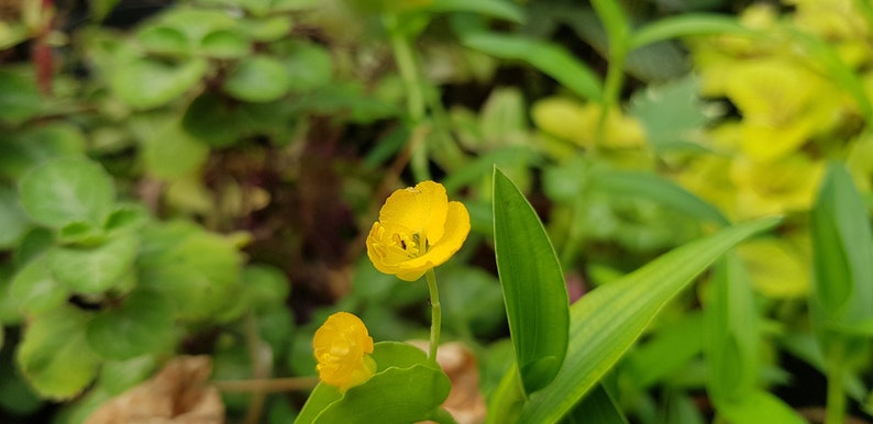 Commelina africana two rootless cuttings, rare house plant image 5