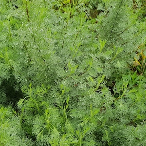 Cola-Duftkraut Artemisia abrotanum var. maritima 3x wurzellose Stecklinge