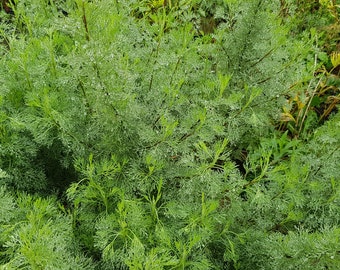 Cola-geurig kruid Artemisia abrotanum var. maritima 3x stek zonder wortels