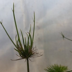 Dwarf papirus Cyperus haspan two rootless cuttings image 2