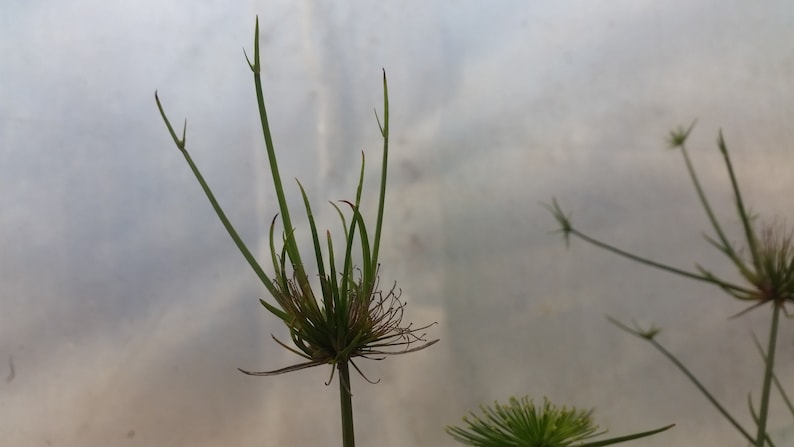 Dwarf papirus Cyperus haspan two rootless cuttings image 2