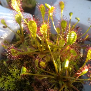 Rare Drosera x obovata one bareroot carnivorous plant hardy image 1