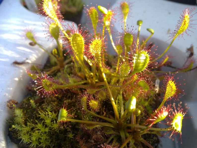 Rare Drosera x obovata one bareroot carnivorous plant hardy image 1