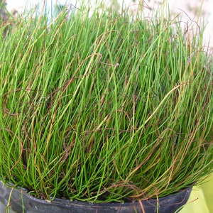 Rare Peppergrass Pilularia globulifera Pillwort one vigorous clump image 3