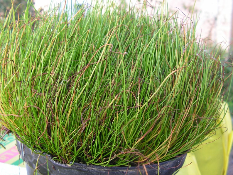 Rare Peppergrass Pilularia globulifera Pillwort one vigorous clump image 3