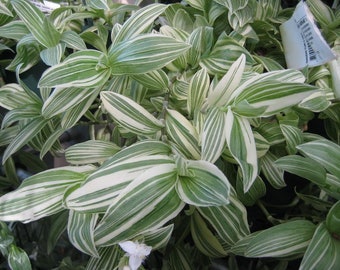 Tradescantia fluminensis 'Albovittata' dos esquejes desarraigados