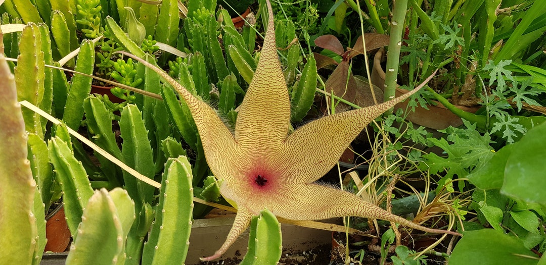 yellow-zulu-giant-stapelia-gigantea-5-fresh-seeds-etsy-canada