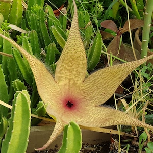 GelbEr Zulu Riesen Stapelia gigantea 5 frische Samen