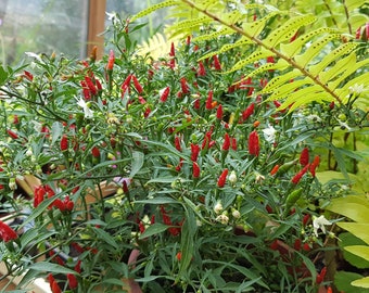 Hot wild chili pepper Capsicum frutescens 10 fresh seeds