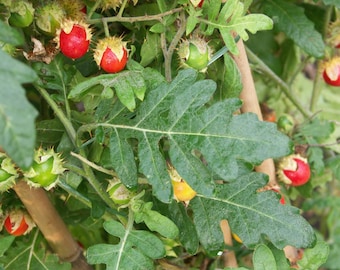 Litchi tomato Solnum sisymbrifolium 10 fresh seeds