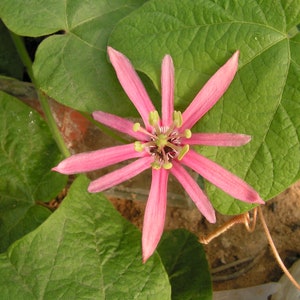 Rosa Passionsblume Passiflora sanguinolenta im Topf