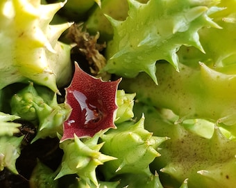 Huernia keniensis 5 fresh seeds