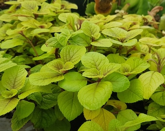 Plectranthus Ciliatus 'Sasha' 2 wurzellose Stecklinge, schöne Hauspflanze