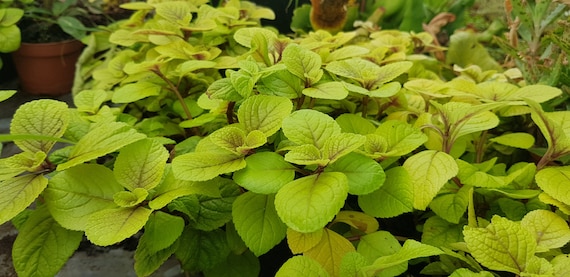 Plectranthus cilatus 'Sasha' 2 wurzellose Stecklinge, hübsche Zimmerpflanze